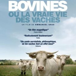 "Les cochons n'existent pas"  + "Bovines"