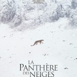 "La panthère des neiges"