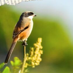 "L'éveil des oiseaux" [atelier d'écriture]